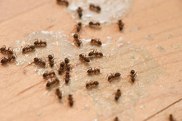 Best Residential Pest Control  in Aliso Viejo, CA