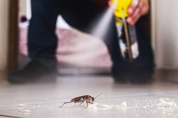 Best Flea Control Services  in Aliso Viejo, CA